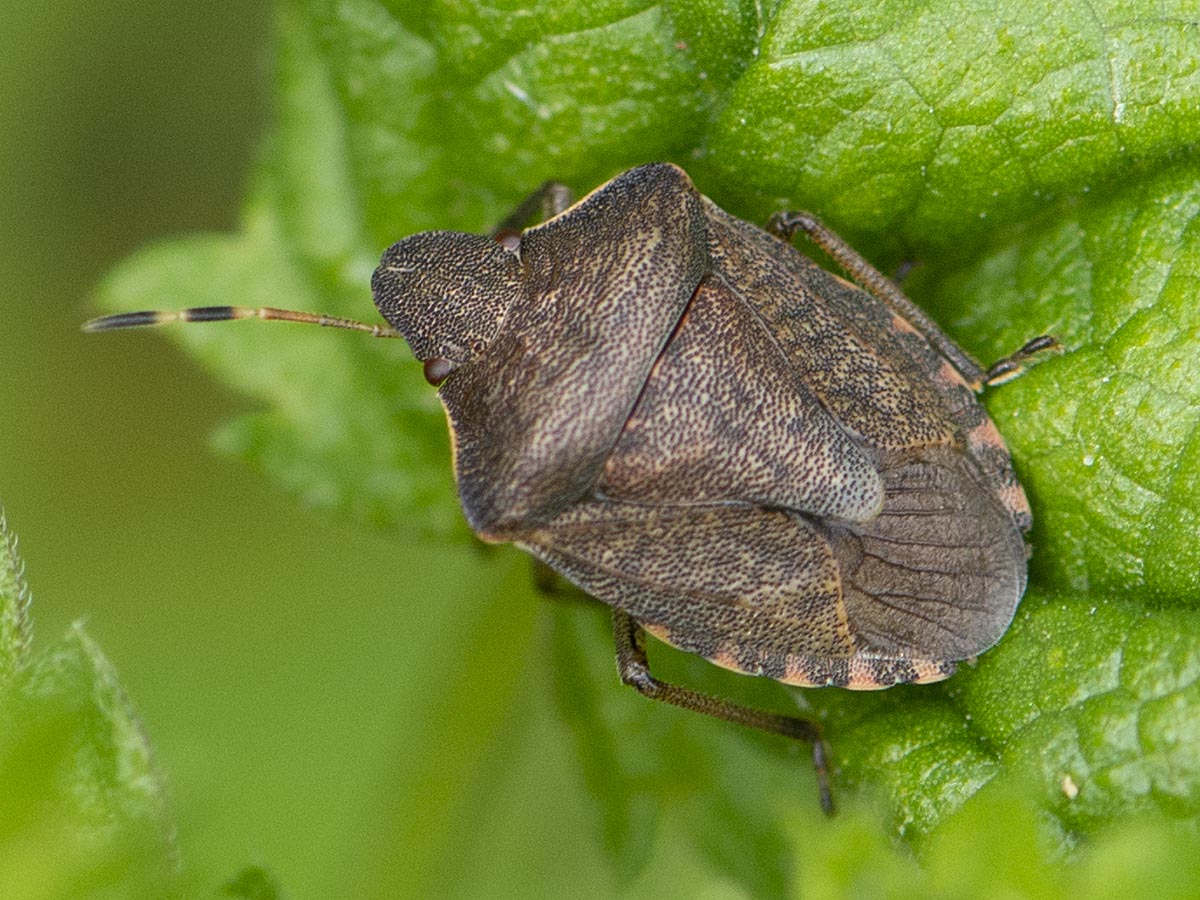 Habitus